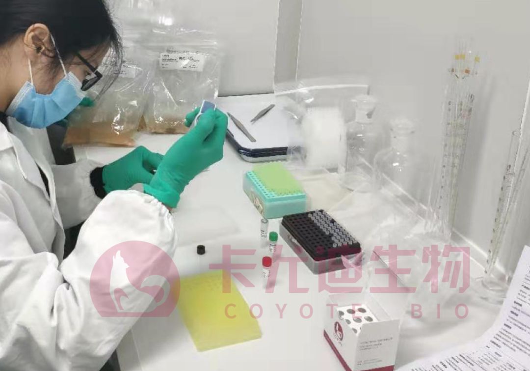 卡尤迪快速全封闭核酸检测平台提供新冠状病